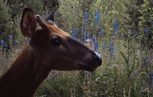 Milja Viita: Eläinsilta U-3033 (2018