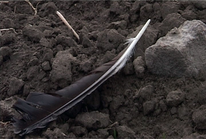 Sampsa Virkajärvi: Keväällä (2005)
